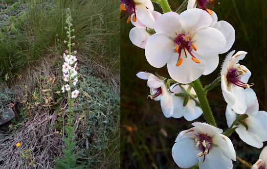 [Two photos spliced together. On the left is the entire plant. White blooms are open only in the middle of the tall stem. Leaves are only on the lower portion of the plant. On the right is a close view of several flowers. Each flower has five wide white petals. There is purple fuzzy stuff in the center from which the stamen emerge. The ends of the stamen are yellow-orange on the blooms near the top of the image while the lower blooms have all white ends on the stamen.]